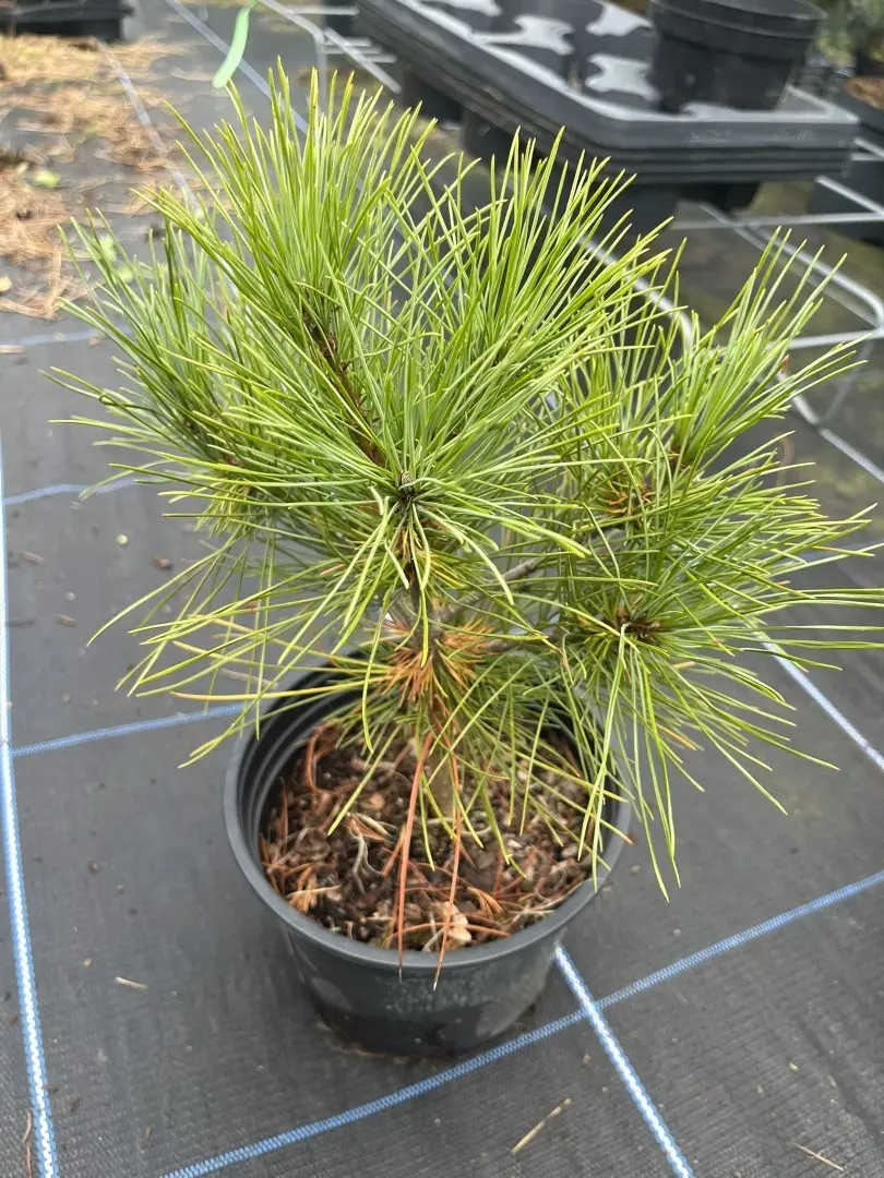 Macedonian Pine 10/20cm (2L)