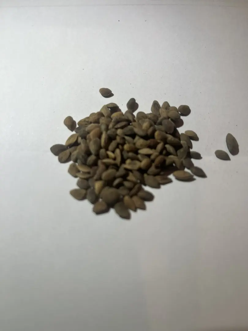 Smooth-bark Mexican Pine Seeds - Image 4