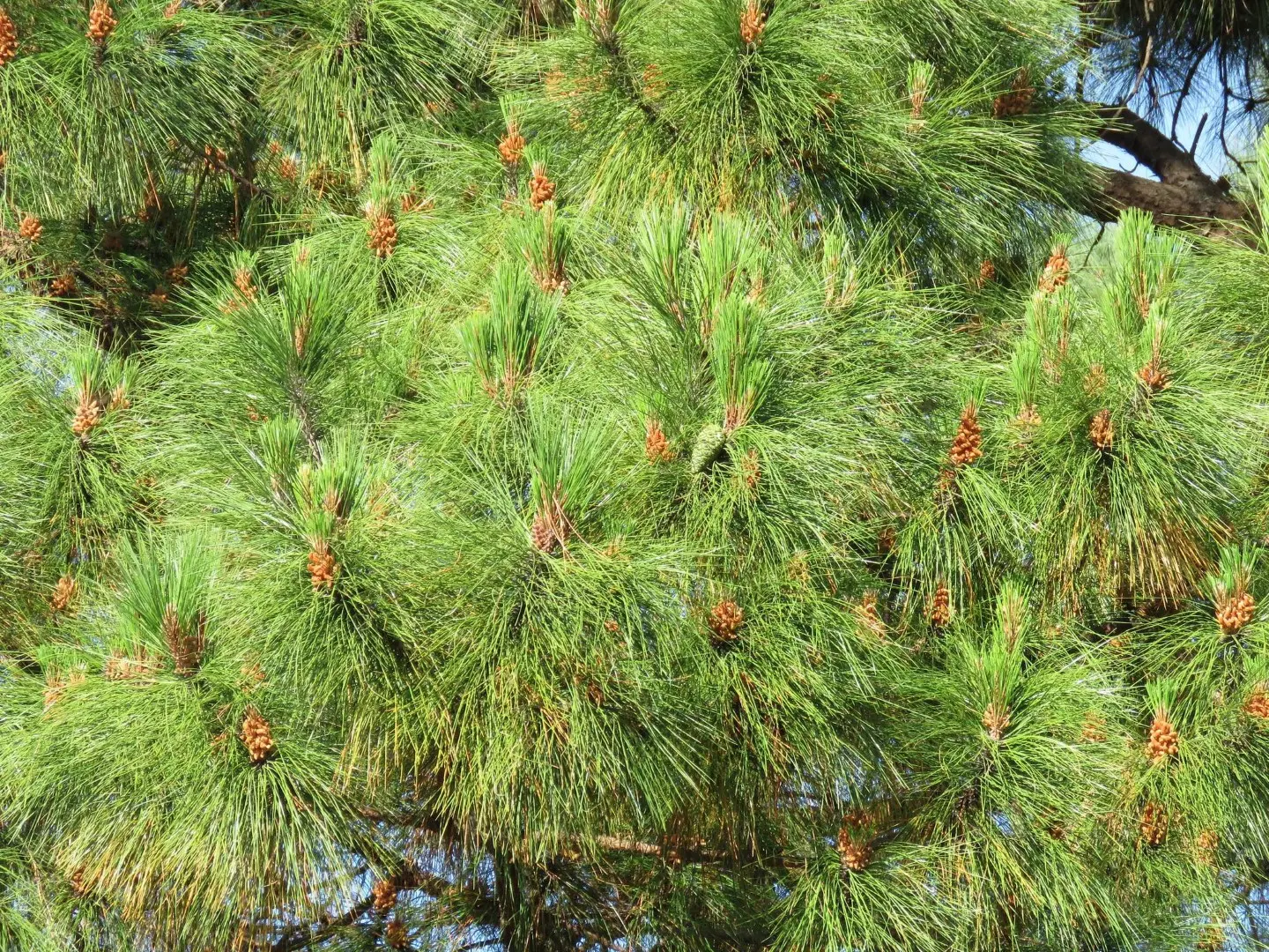 Smooth-bark Mexican Pine Seeds
