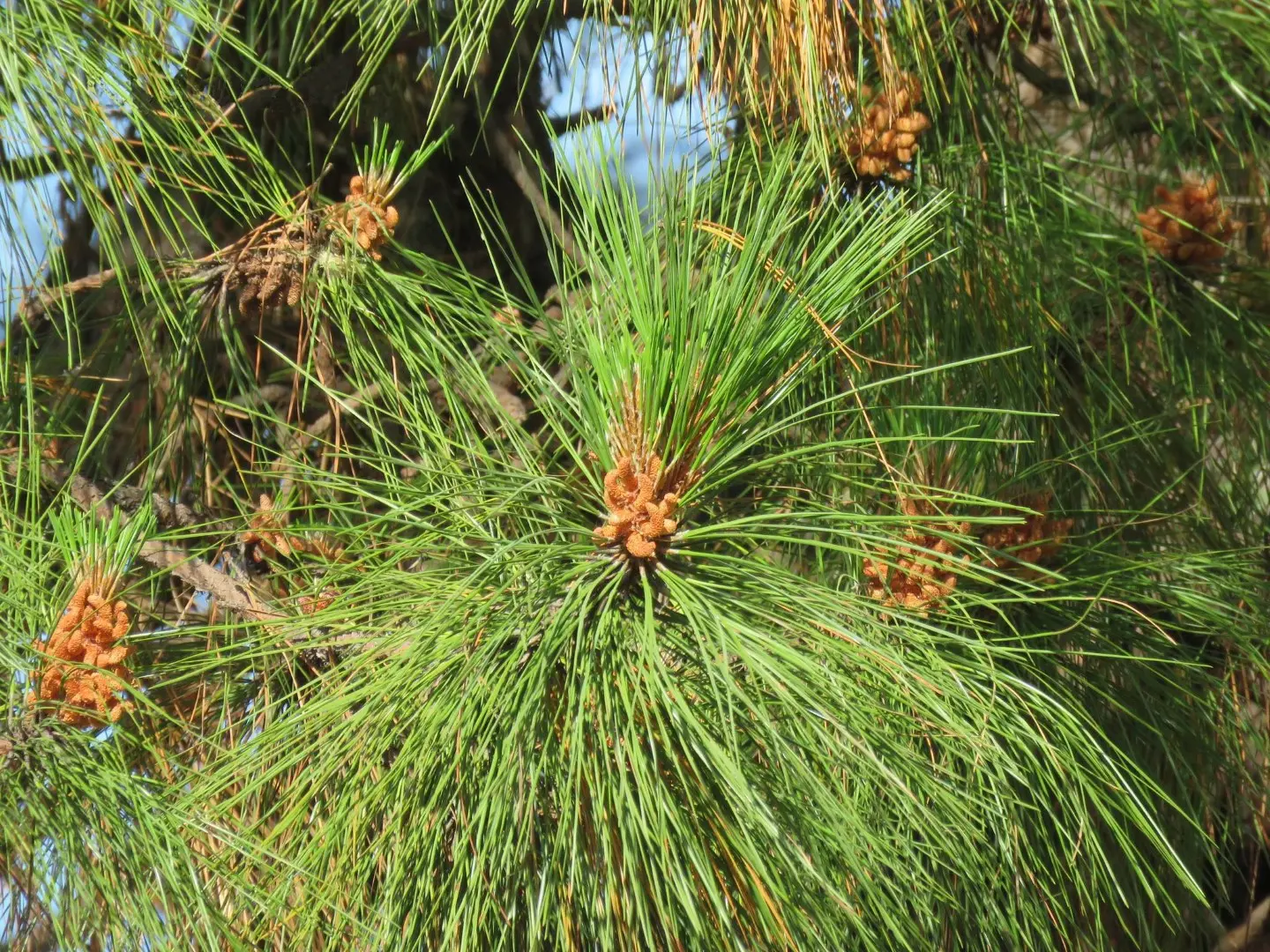 Smooth-bark Mexican Pine Seeds - Image 3