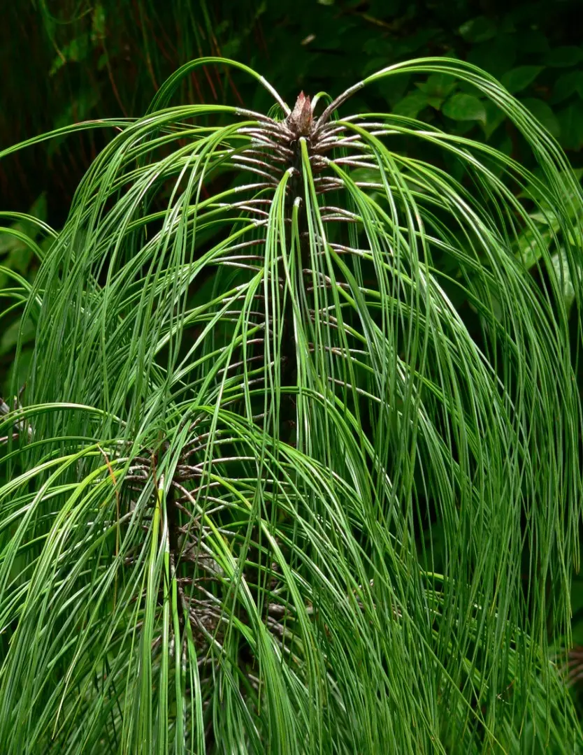Smooth-bark Mexican Pine Seeds - Image 5
