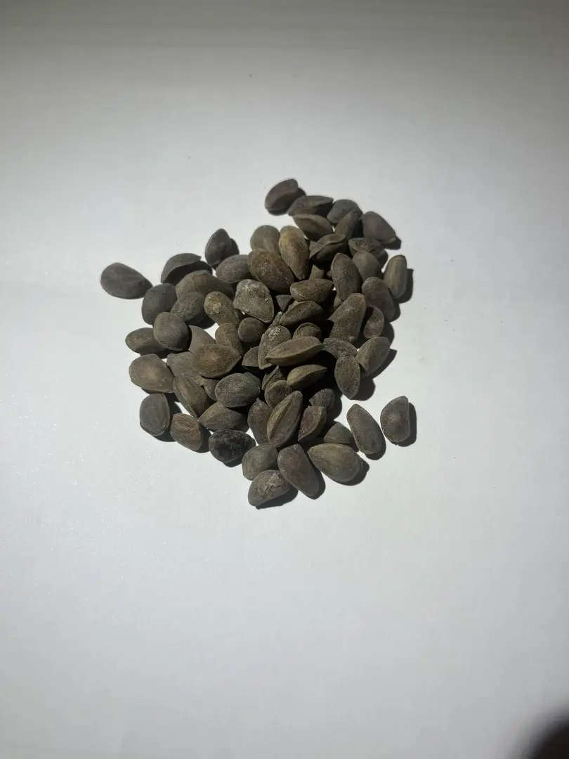 Southwestern White Pine Seeds - Image 6