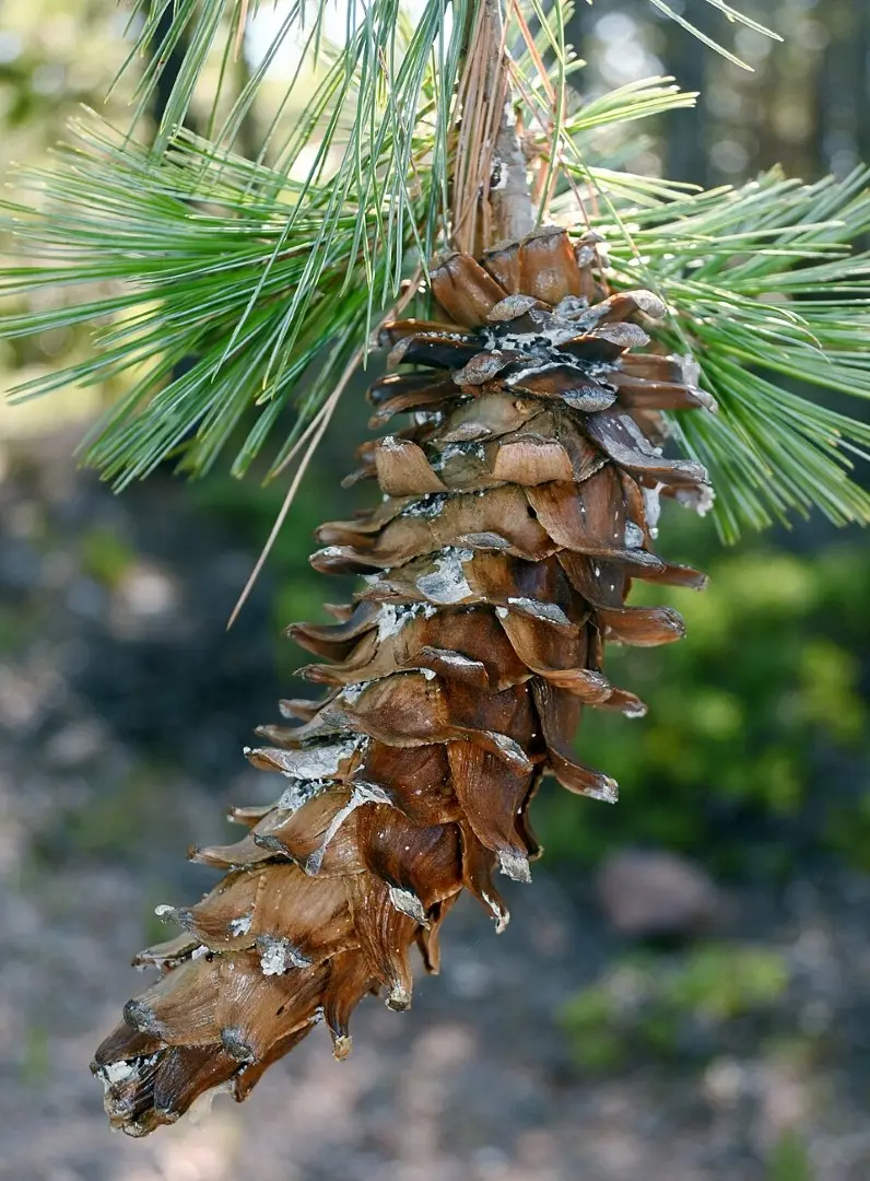 Southwestern White Pine Seeds - Image 5
