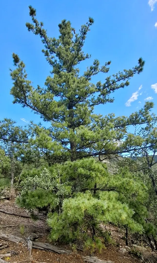 Southwestern White Pine Seeds - Image 4