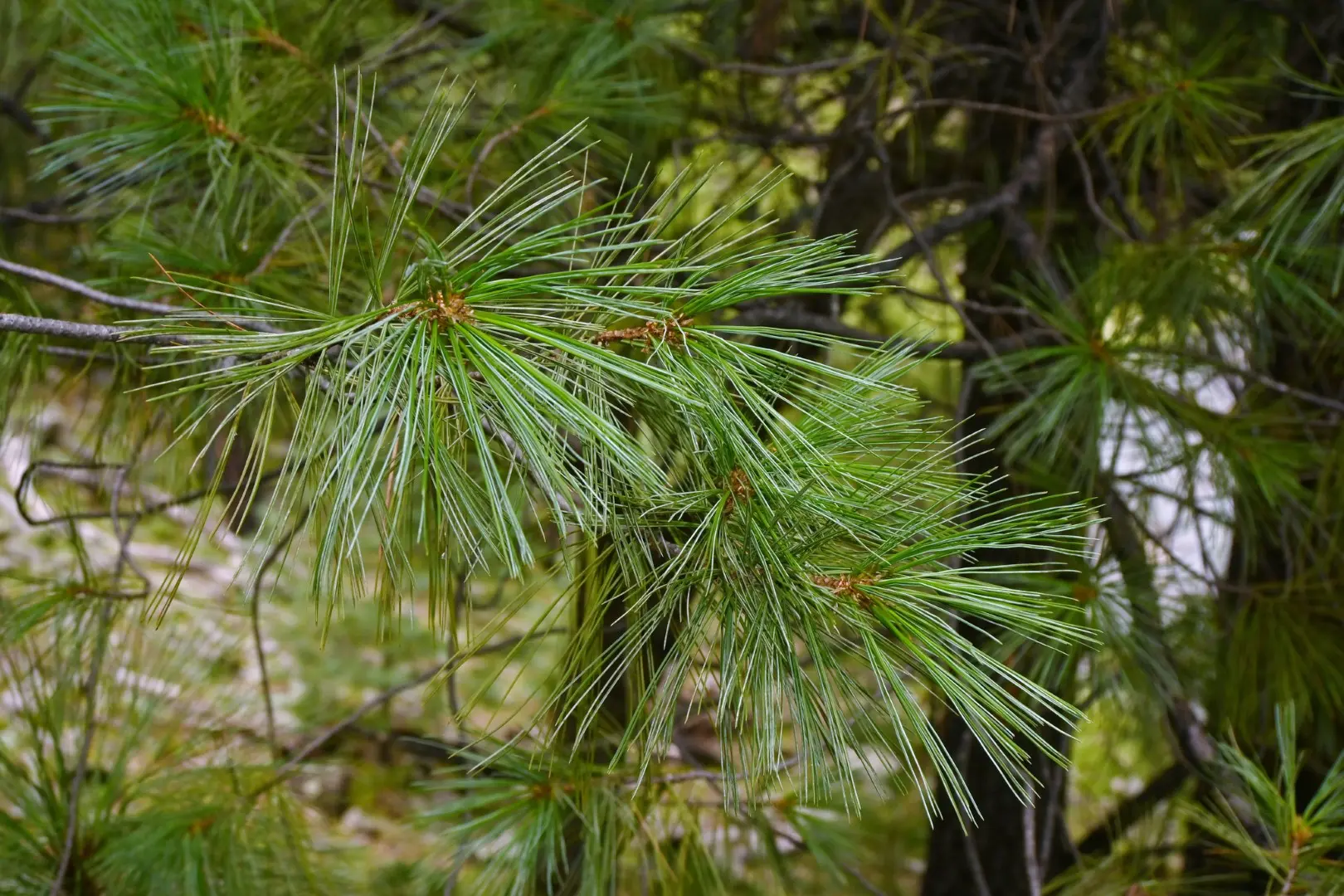 Southwestern White Pine Seeds - Image 3