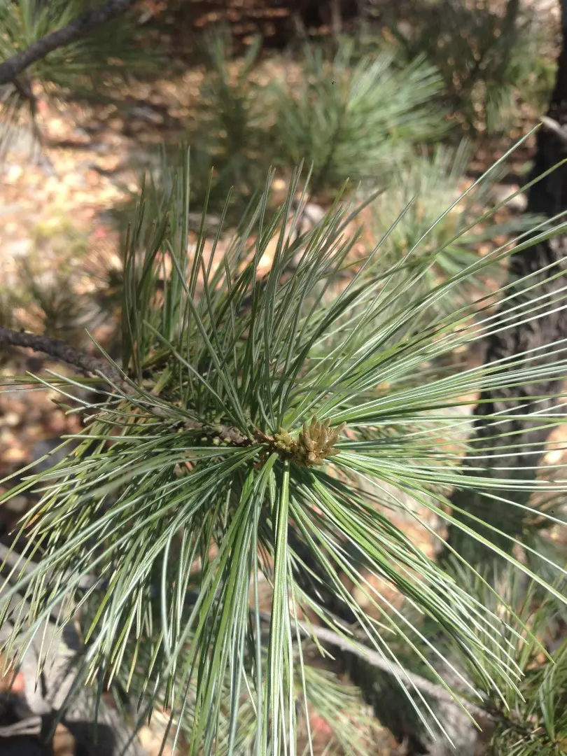 Southwestern White Pine Seeds - Image 2