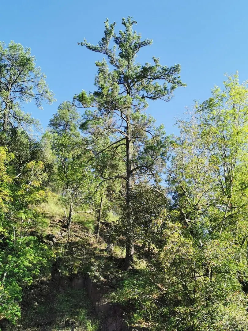 Southwestern White Pine Seeds
