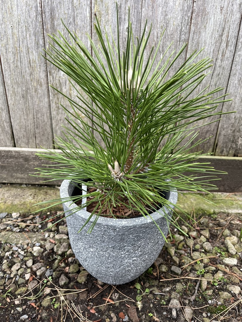 Japanese Black Pine 'Banshosho' 10/20cm (2L) - Image 2