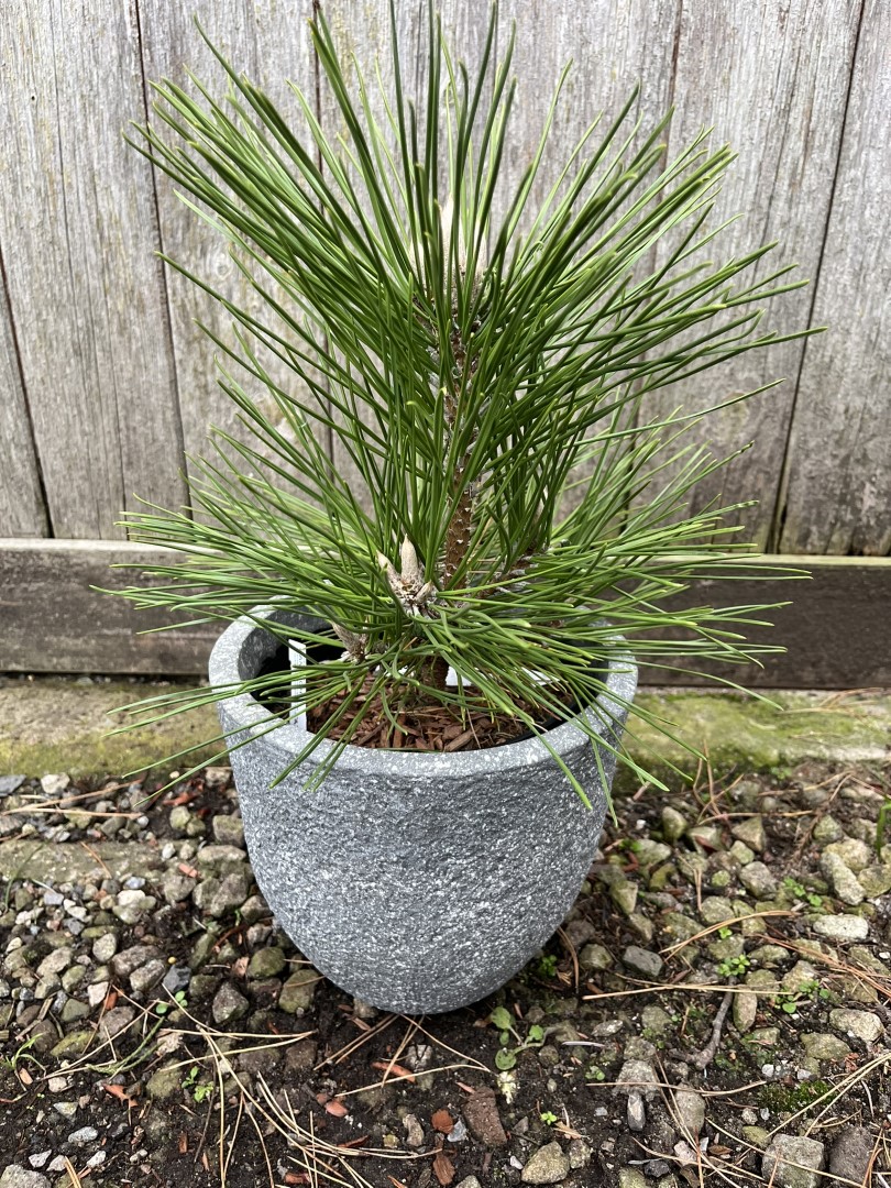 Japanese Black Pine 'Banshosho' 10/20cm (2L)