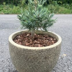 Pinyon Pine 'Fancy Nancy' 10/20cm (2L)