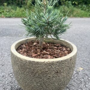 Pinyon Pine 'Fancy Nancy' 10/20cm (2L)