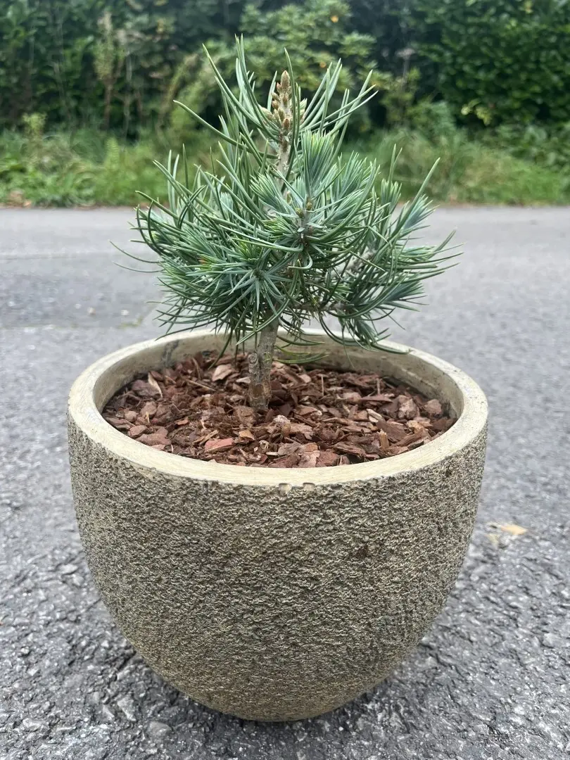 Pinyon Pine 'Fancy Nancy' 10/20cm (2L)