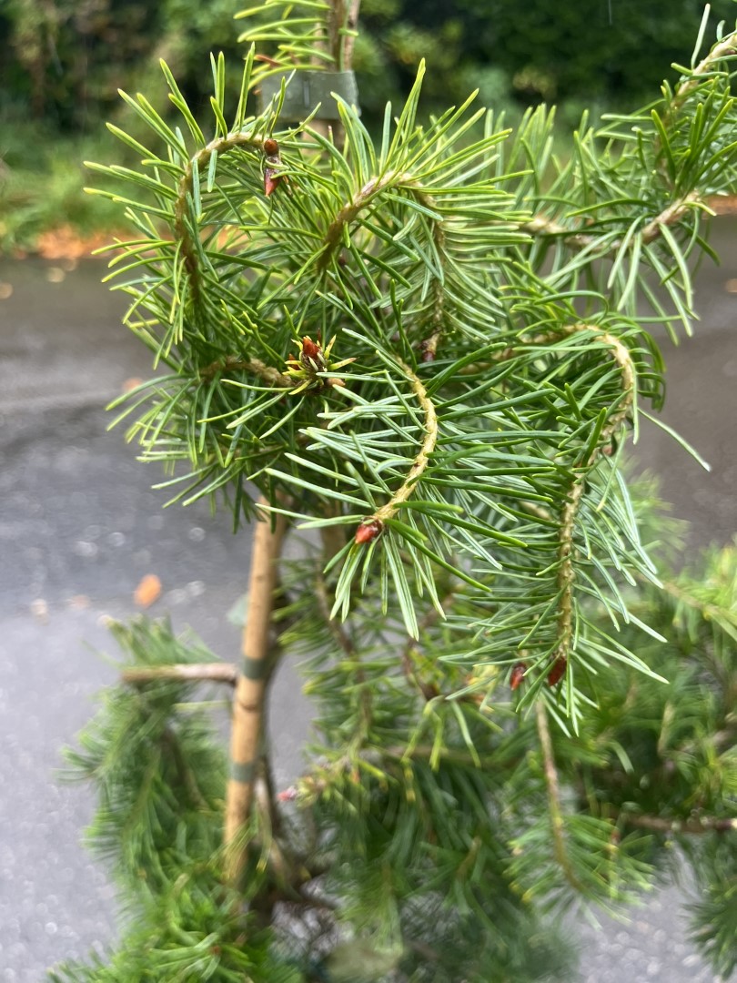 Douglas fir ‘Serpentine’ 40/60cm (3L) - Image 3