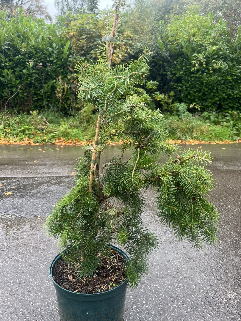 Douglas fir ‘Serpentine’ 40/60cm (3L)