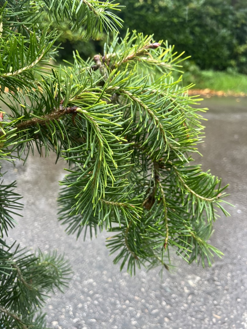 Douglas fir ‘Serpentine’ 40/60cm (3L) - Image 2