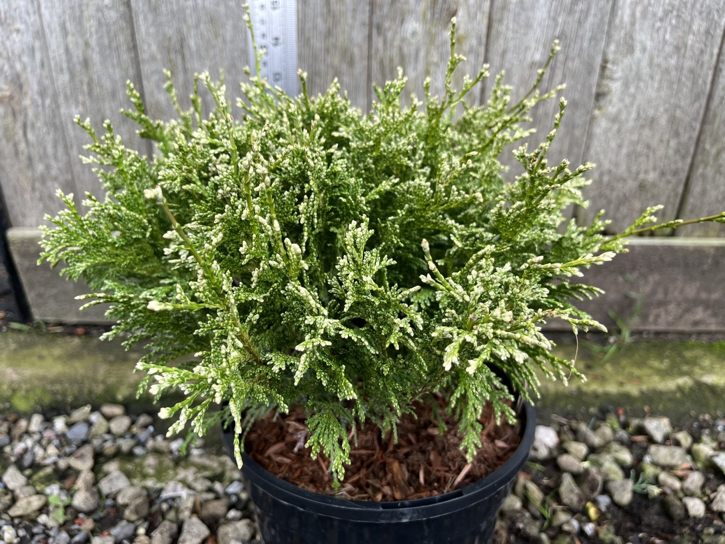 Sawara Cypress 'White Beauty' 20/40cm (3L) - Image 4