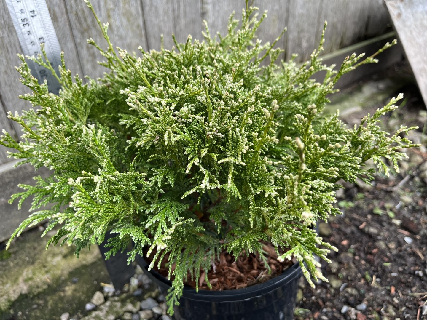 Sawara Cypress 'White Beauty' 20/40cm (3L) - Image 3