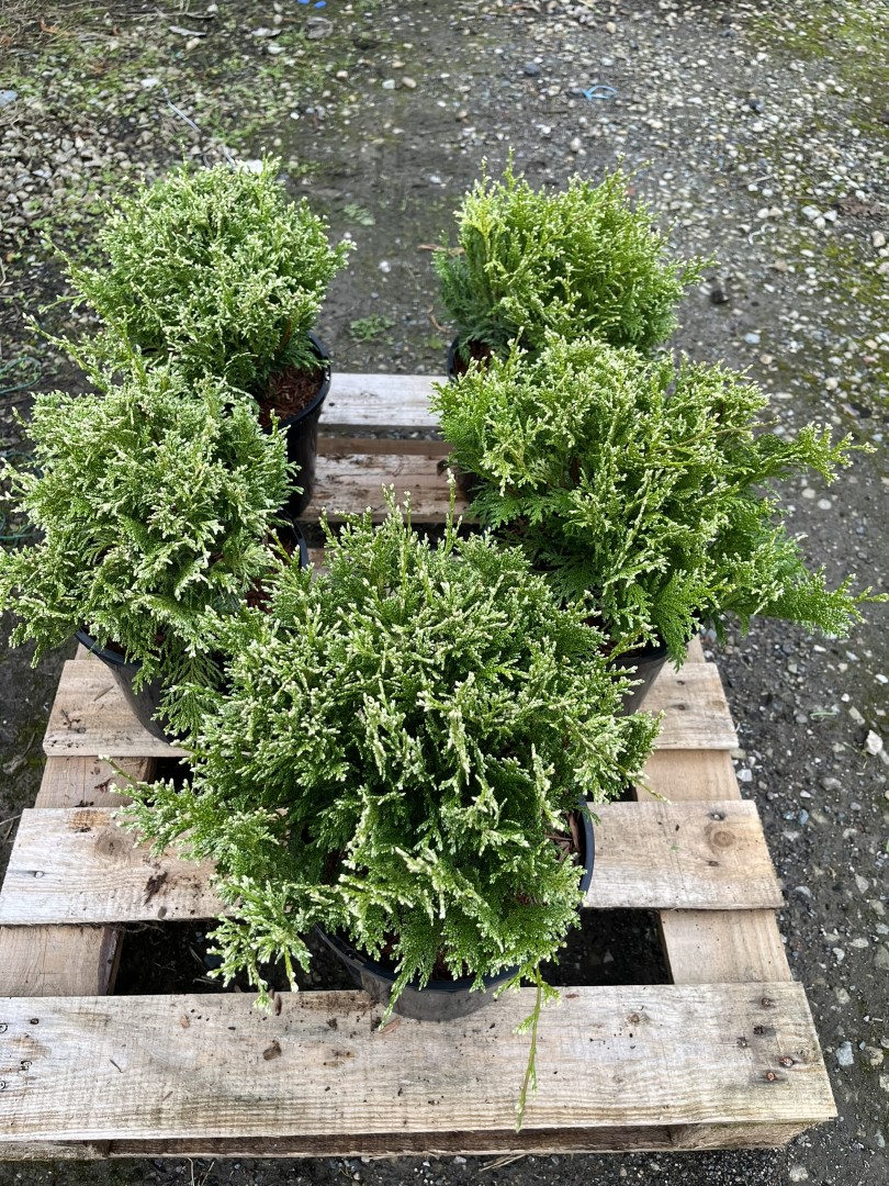 Sawara Cypress 'White Beauty' 20/40cm (3L) - Image 10