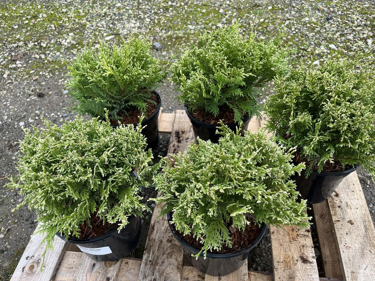 Sawara Cypress 'White Beauty' 20/40cm (3L) - Image 9