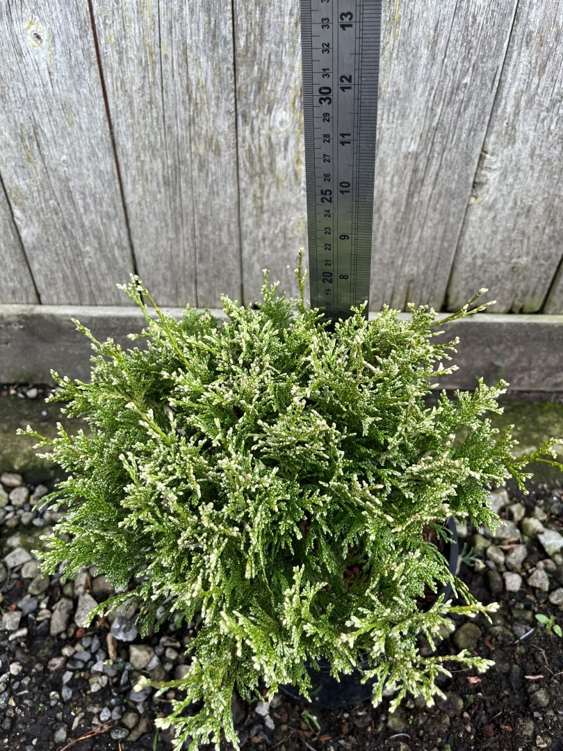 Sawara Cypress 'White Beauty' 20/40cm (3L) - Image 8