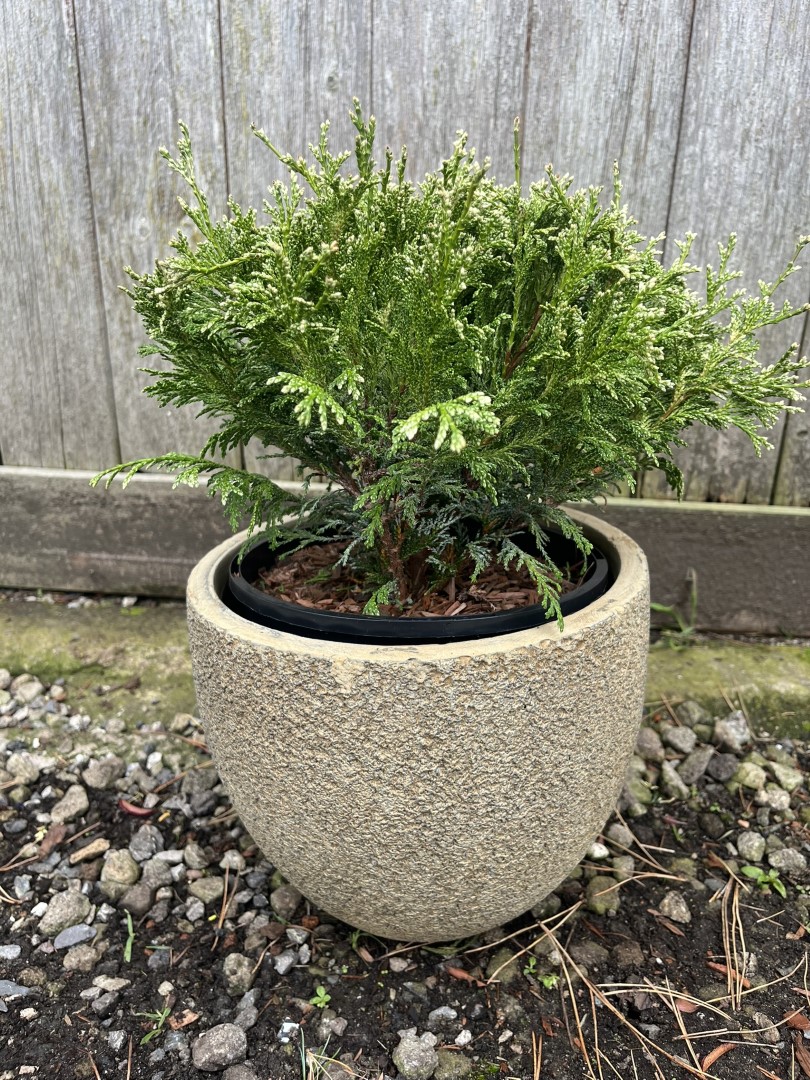 Sawara Cypress 'White Beauty' 20/40cm (3L) - Image 2