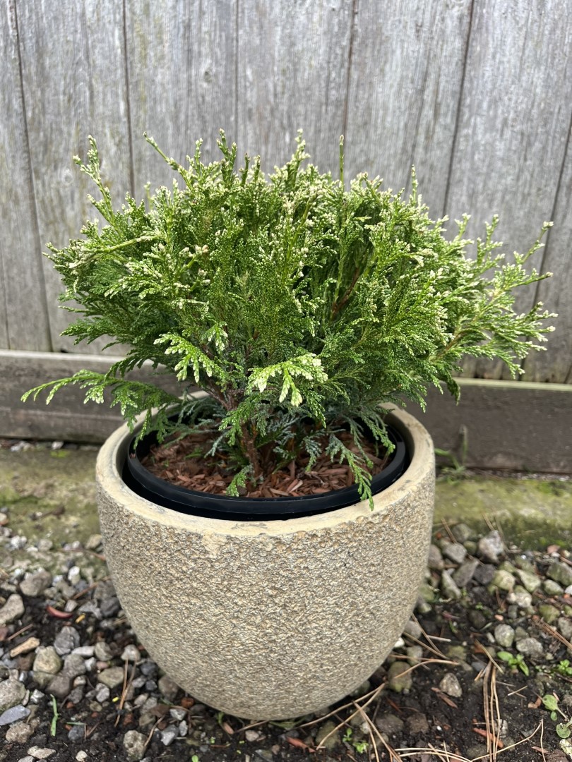 Sawara Cypress 'White Beauty' 20/40cm (3L)