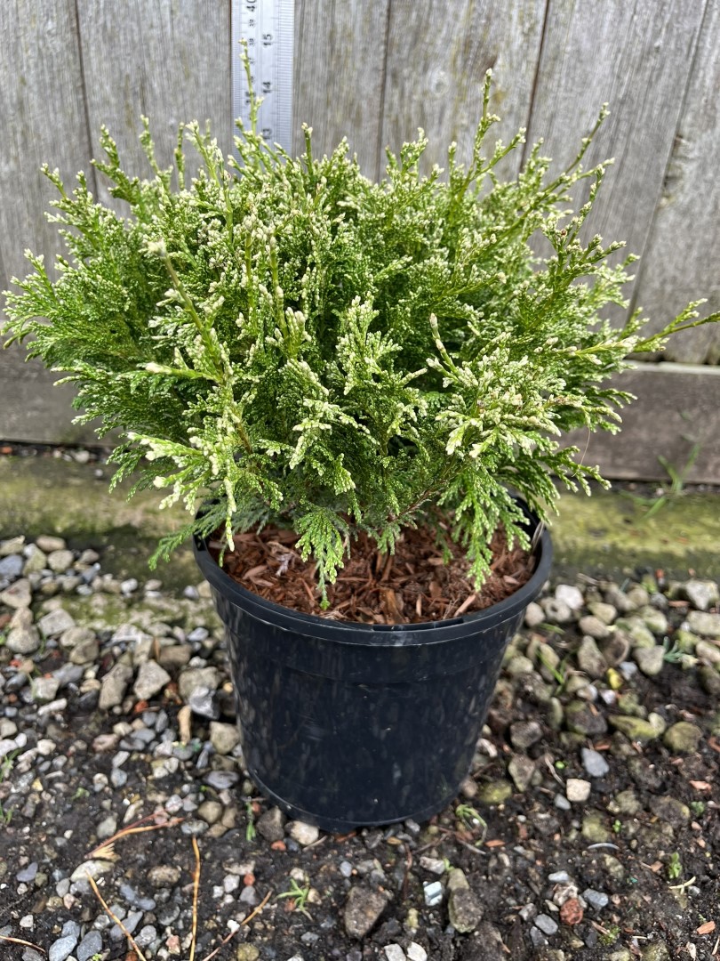 Sawara Cypress 'White Beauty' 20/40cm (3L) - Image 11