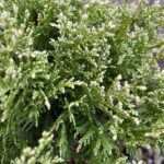 Sawara Cypress ‘White Beauty’ – Chamaecyparis pisifera ‘White Beauty’ (7)