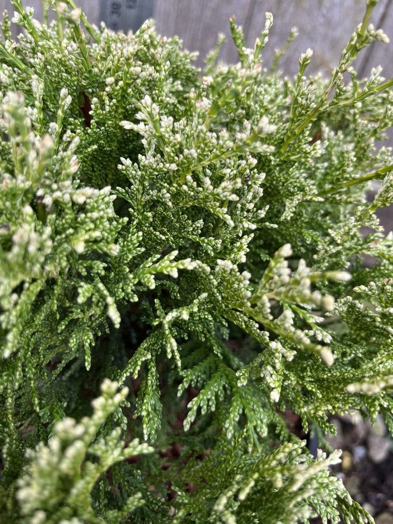 Sawara Cypress 'White Beauty' 20/40cm (3L) - Image 6