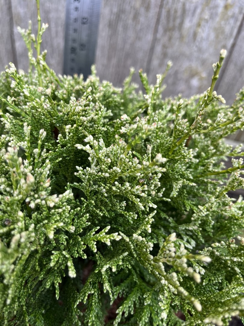 Sawara Cypress 'White Beauty' 20/40cm (3L) - Image 5