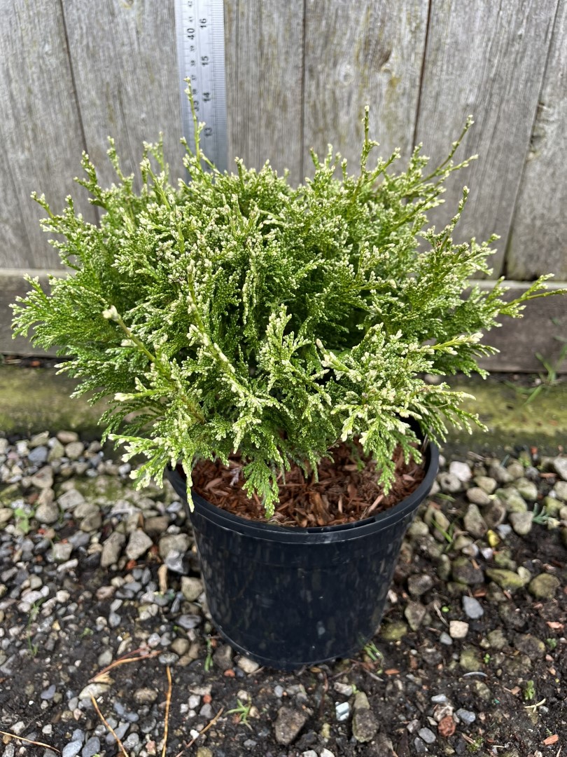 Sawara Cypress 'White Beauty' 20/40cm (3L) - Image 7