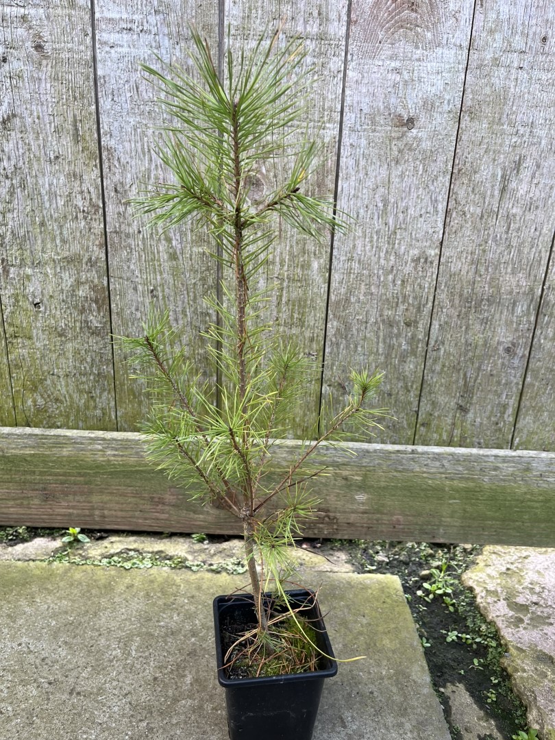 Scots Pine - Pinus sylvestris