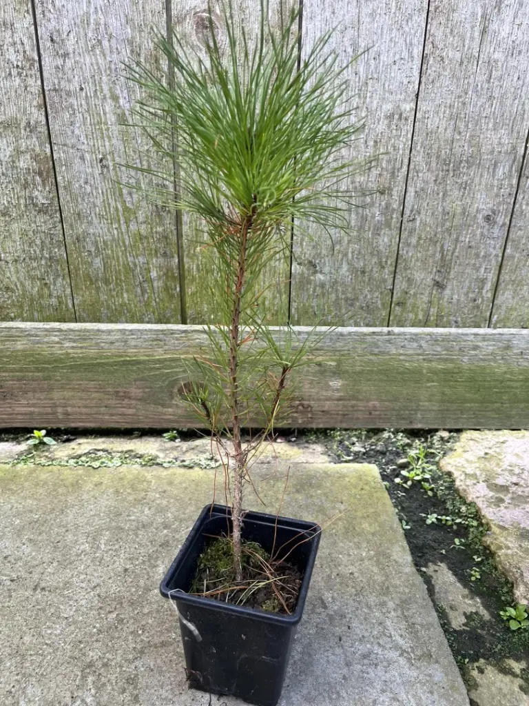 Scots Pine - Pinus sylvestris