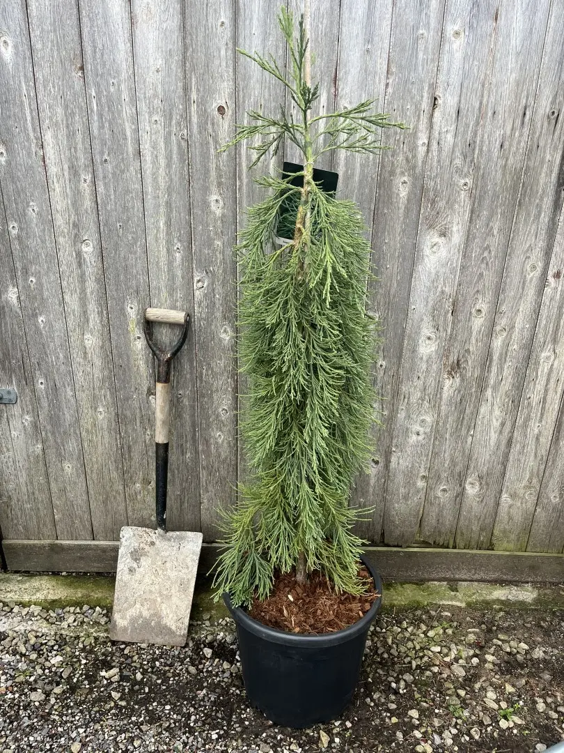 Giant Redwood 'Pendulum' 120/150cm (35L) - Image 2