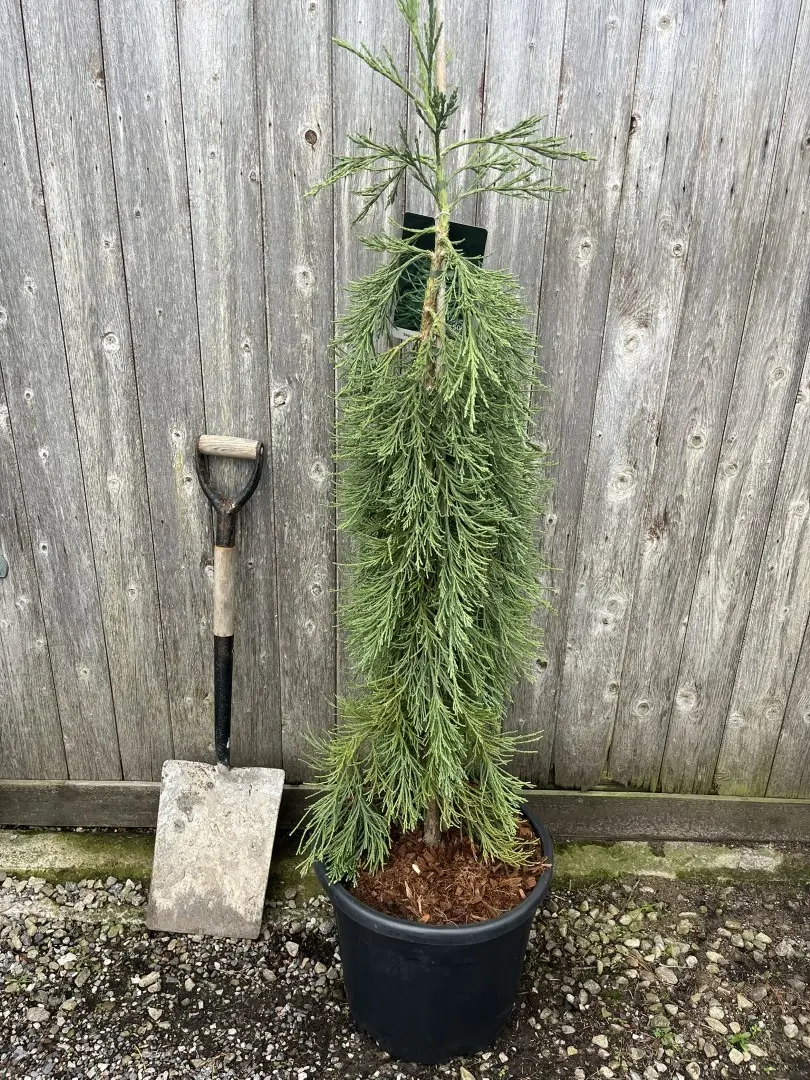 Giant Redwood 'Pendulum' 120/150cm (35L)