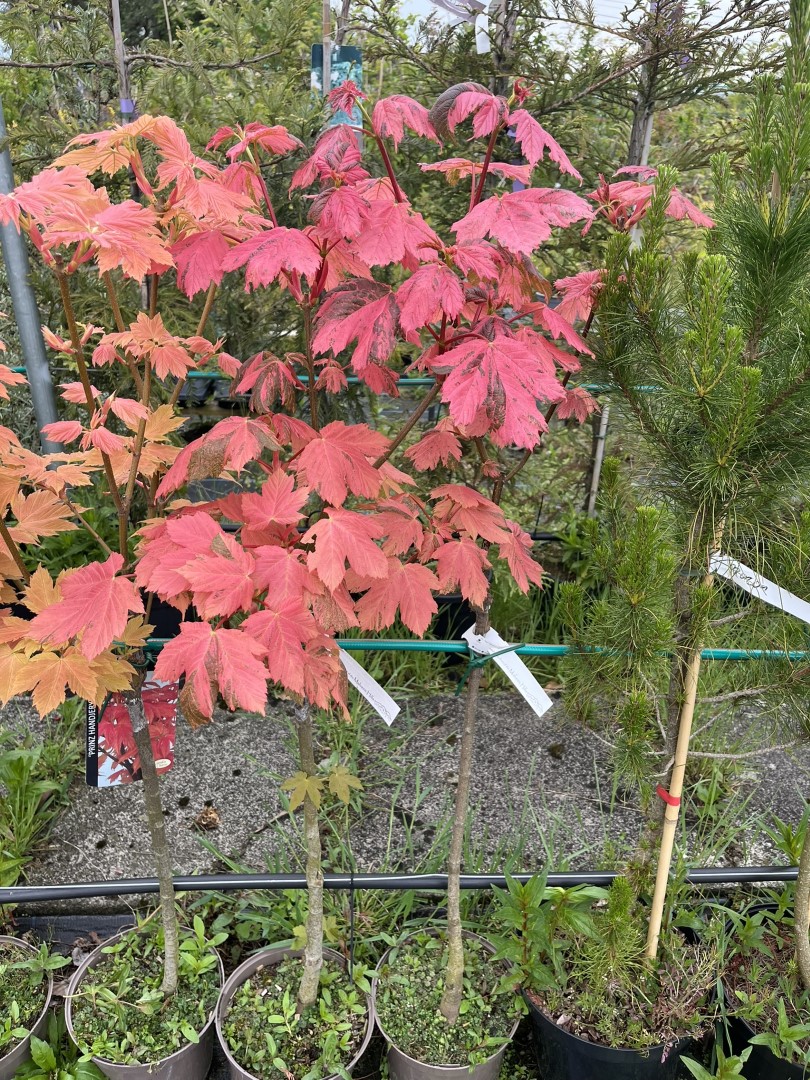 Sycamore 'Prinz Handjery' 120/150cm (5L) Acer pseudoplatanus Tree