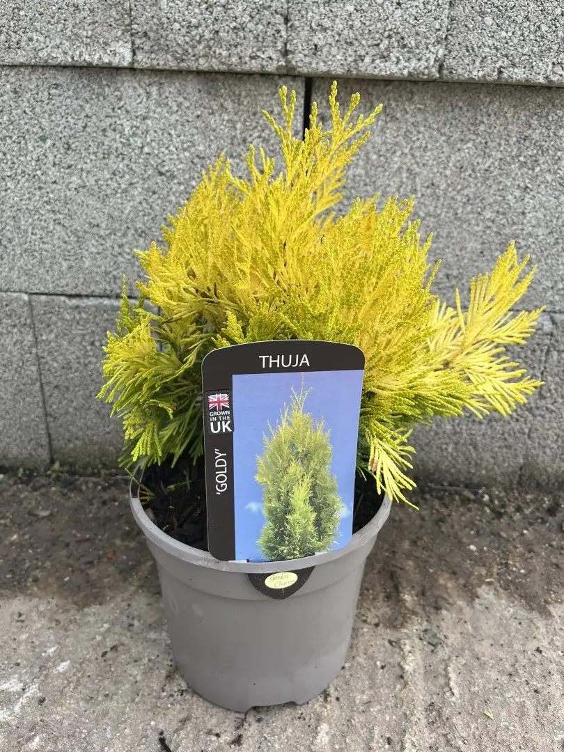 Western Red Cedar 'Goldy' 20/40cm (3L) - Image 4