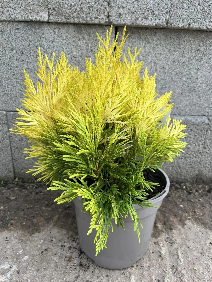 Western Red Cedar 'Goldy' 20/40cm (3L) - Image 5