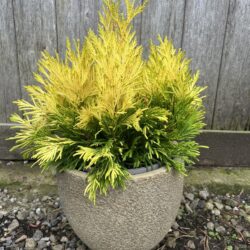 Western Red Cedar 'Goldy' 20/40cm (3L)