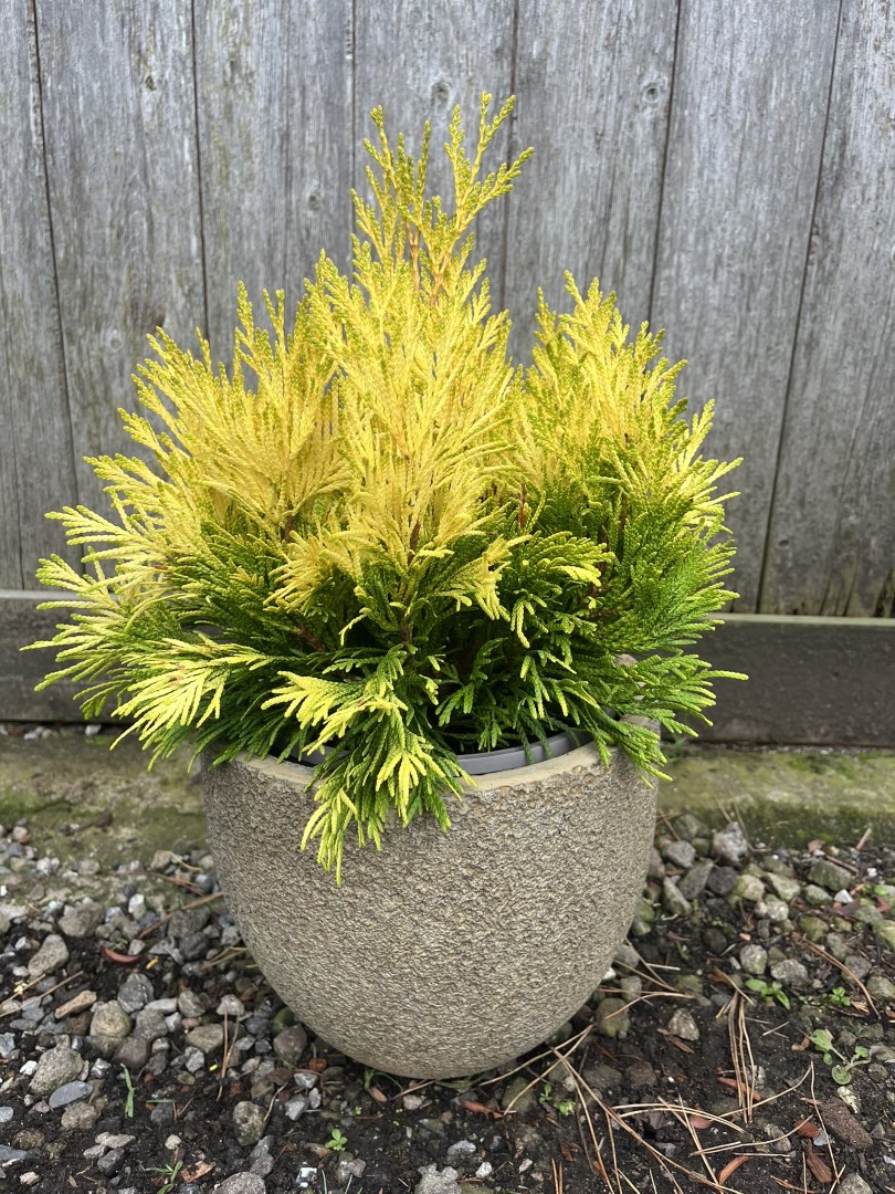 Western Red Cedar 'Goldy' 20/40cm (3L)