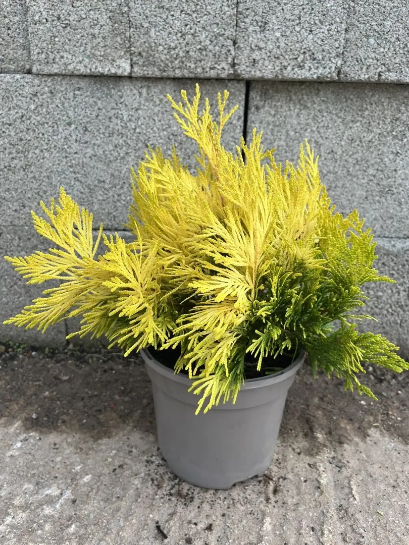 Western Red Cedar 'Goldy' 20/40cm (3L) - Image 3