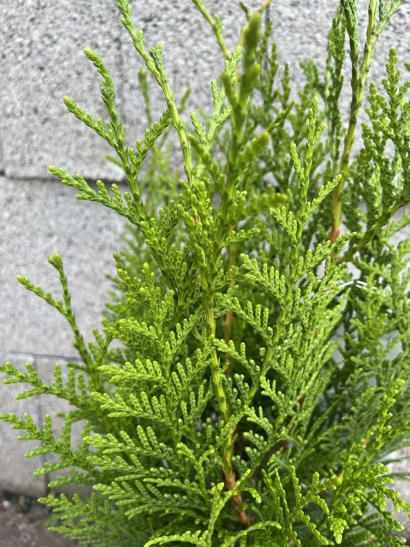 Western Red Cedar 'Martin' 40/60cm (3L) - Image 3