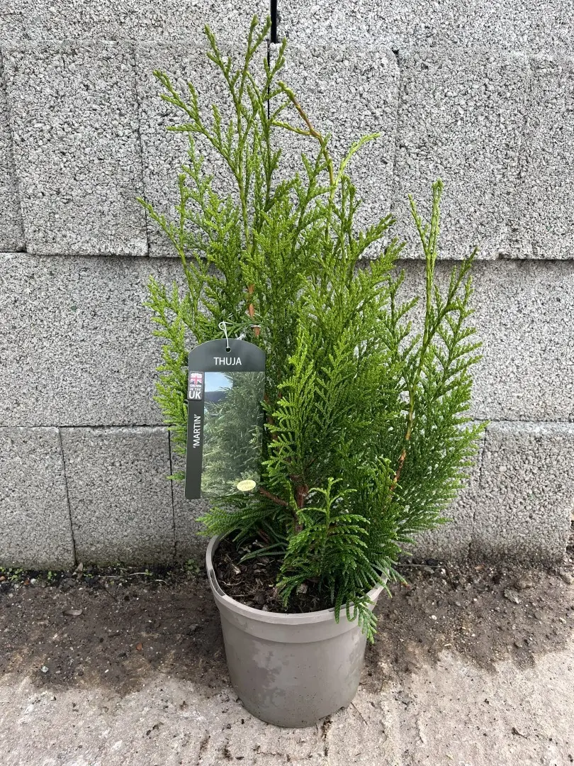 Western Red Cedar 'Martin' 40/60cm (3L) - Image 2