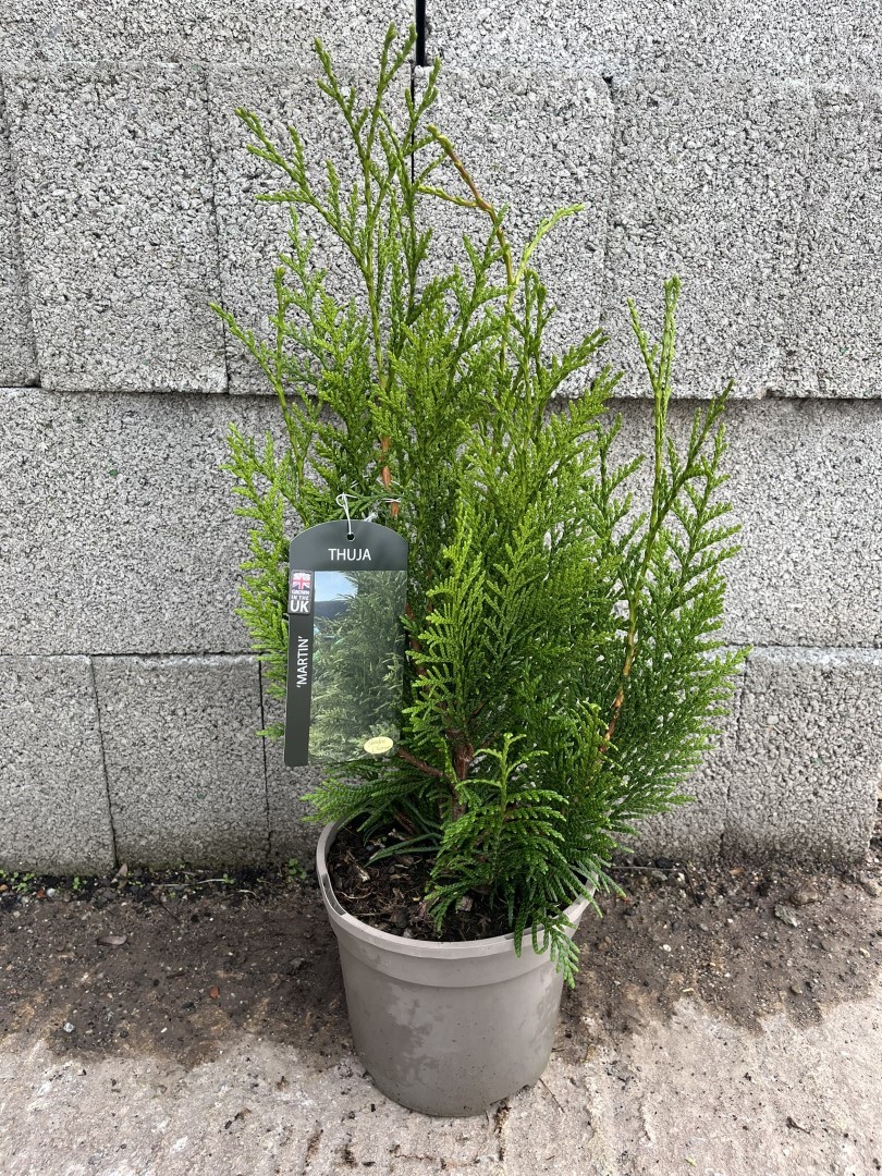 Western Red Cedar 'Martin' Thuja plicata - Evergreen Conifer