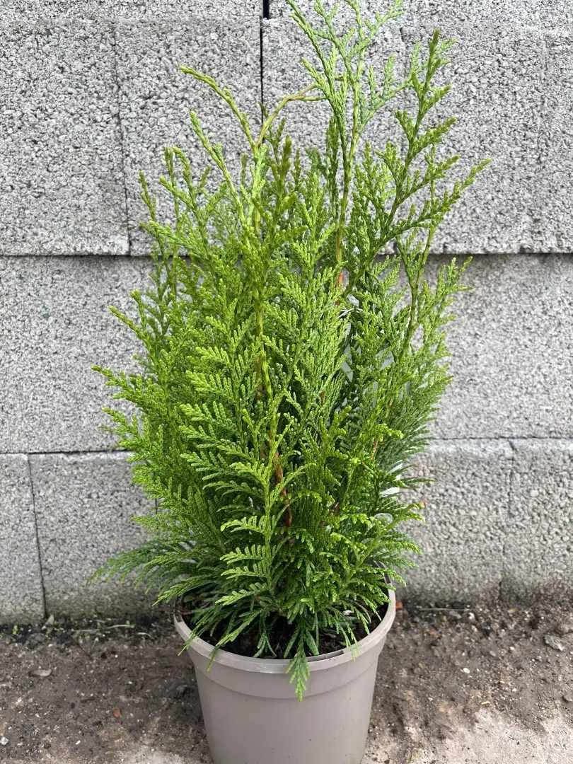 Western Red Cedar 'Martin' 40/60cm (3L)