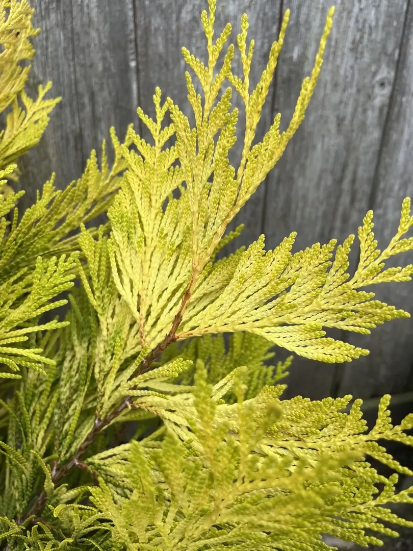 Western Red Cedar 'Goldy' 40/60cm (5L) - Image 7
