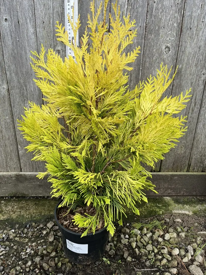 Western Red Cedar 'Goldy' 40/60cm (5L) - Image 6