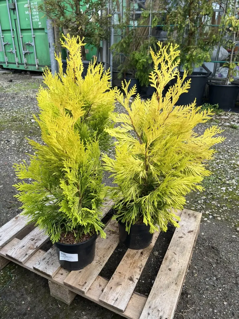 Western Red Cedar 'Goldy' 40/60cm (5L)