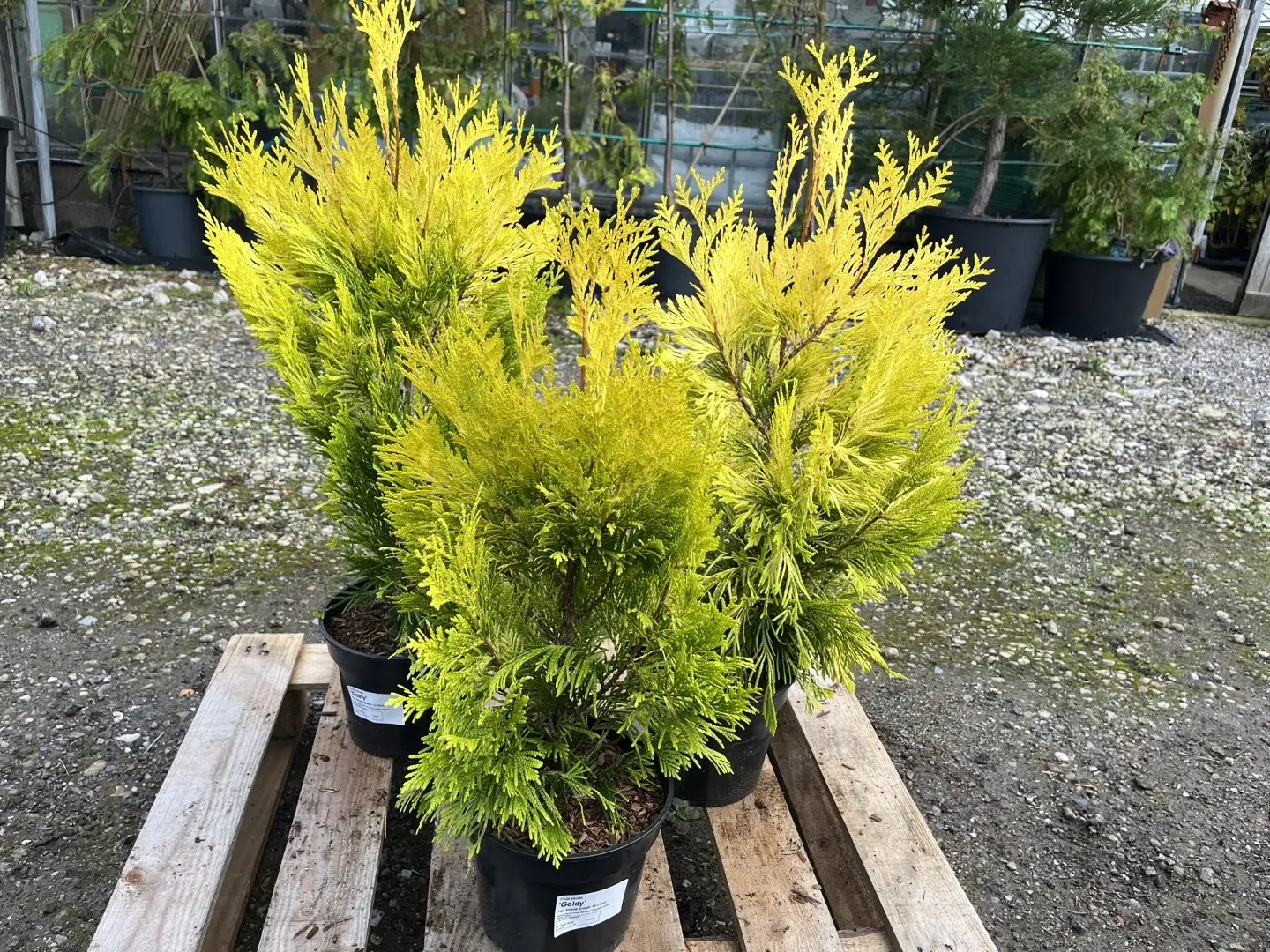 Western Red Cedar 'Goldy' 40/60cm (5L) - Image 3