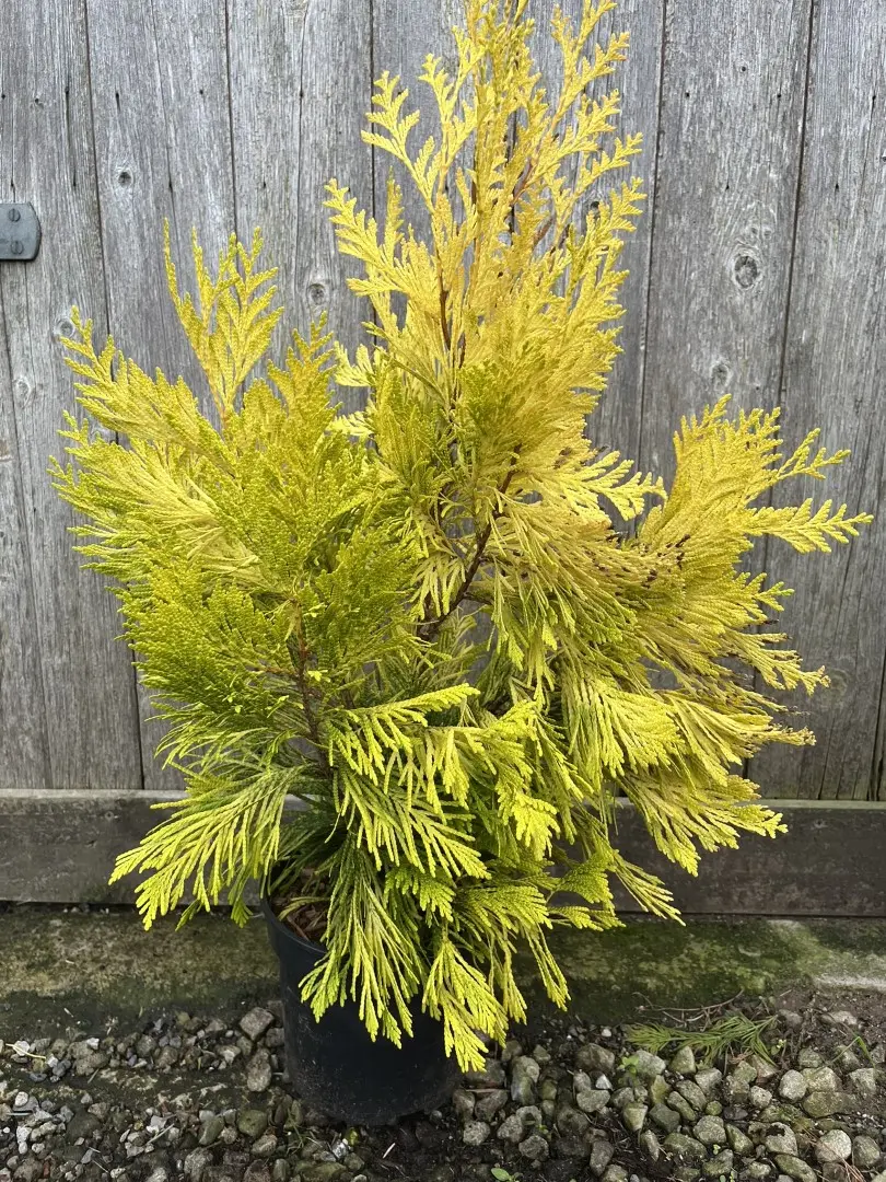 Western Red Cedar 'Goldy' 40/60cm (5L) - Image 4